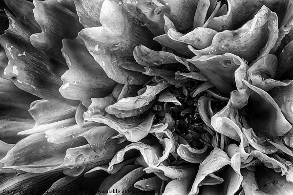 Dahlia flower in black and white macro Picture Board by Simon Bratt LRPS