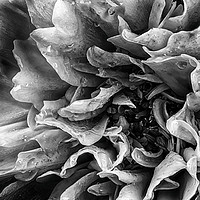 Buy canvas prints of Dahlia flower in black and white macro by Simon Bratt LRPS