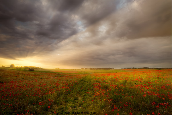 Gorgeous poppy field sunrise landscape Picture Board by Simon Bratt LRPS