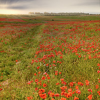 Buy canvas prints of Vast red poppy fields at dawn by Simon Bratt LRPS
