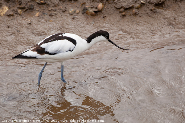 Pied Avocet wild bird wading in water Picture Board by Simon Bratt LRPS