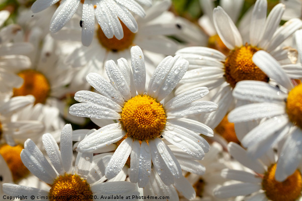 Beautiful large wild daisies with water drops Picture Board by Simon Bratt LRPS