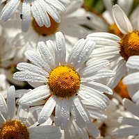 Buy canvas prints of Beautiful large wild daisies with water drops by Simon Bratt LRPS