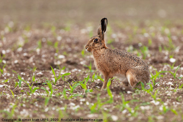 Brown hare at in a field of crops Picture Board by Simon Bratt LRPS
