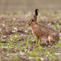 Buy canvas prints of Brown hare at in a field of crops by Simon Bratt LRPS