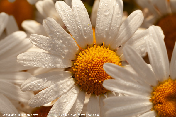 Oxeye wild daisys close up with morning dew drops Picture Board by Simon Bratt LRPS