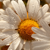 Buy canvas prints of Oxeye wild daisys close up with morning dew drops by Simon Bratt LRPS