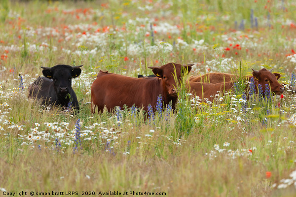 Pretty dexter cows in a flower meadow Norfolk Picture Board by Simon Bratt LRPS