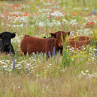 Buy canvas prints of Pretty dexter cows in a flower meadow Norfolk by Simon Bratt LRPS