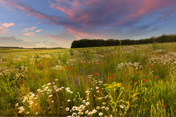 Wild flower meadow sunset landscape in West Norfol Picture Board by Simon Bratt LRPS