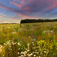 Buy canvas prints of Wild flower meadow sunset landscape in West Norfol by Simon Bratt LRPS