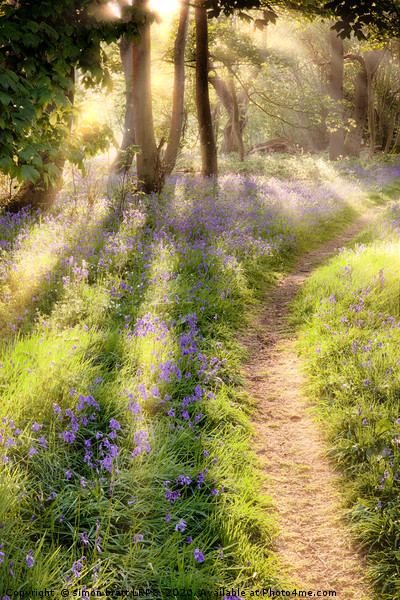 Bluebell forest path at dawn sunrise Picture Board by Simon Bratt LRPS