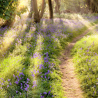 Buy canvas prints of Bluebell forest path at dawn sunrise by Simon Bratt LRPS