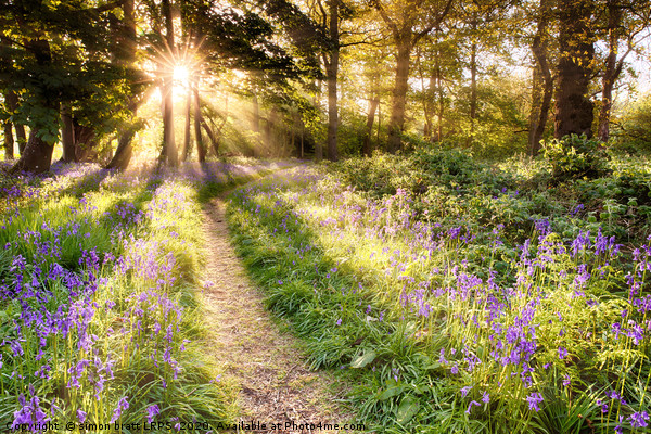 Sunrise over bluebell covered woodland in North No Picture Board by Simon Bratt LRPS