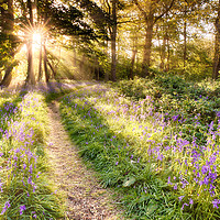 Buy canvas prints of Sunrise over bluebell covered woodland in North No by Simon Bratt LRPS