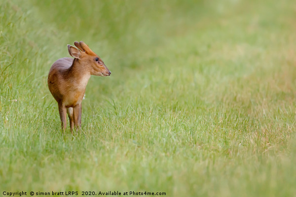 Young muntjac deer closeup and alone Picture Board by Simon Bratt LRPS