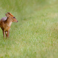 Buy canvas prints of Young muntjac deer closeup and alone by Simon Bratt LRPS