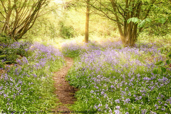 Path through bluebell forest at sunrise Picture Board by Simon Bratt LRPS