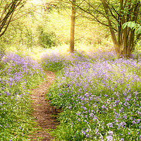 Buy canvas prints of Path through bluebell forest at sunrise by Simon Bratt LRPS