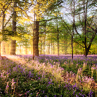 Buy canvas prints of Amazing sunrise through Norfolk bluebell woodland by Simon Bratt LRPS