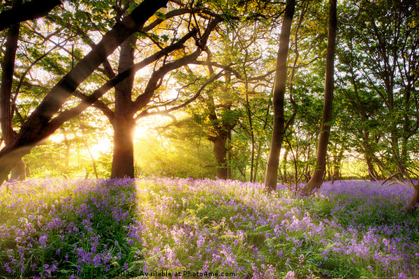 Amazing sunrise through bluebell forest Picture Board by Simon Bratt LRPS