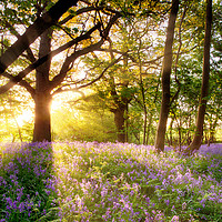 Buy canvas prints of Amazing sunrise through bluebell forest by Simon Bratt LRPS