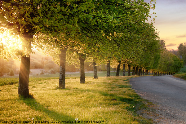 Rural road lined with trees at sunset Picture Board by Simon Bratt LRPS
