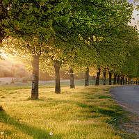 Buy canvas prints of Rural road lined with trees at sunset by Simon Bratt LRPS