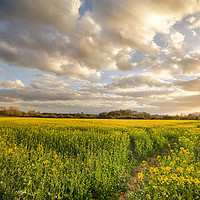 Buy canvas prints of Sunset landscape over rapeseed crops by Simon Bratt LRPS