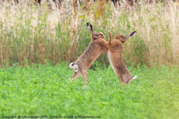 Boxing hares close up in crop field Picture Board by Simon Bratt LRPS