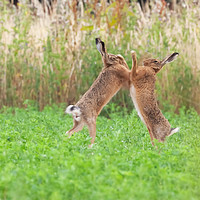 Buy canvas prints of Boxing hares close up in crop field by Simon Bratt LRPS