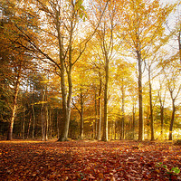 Buy canvas prints of Autumn forest landscape at sunrise Norfolk by Simon Bratt LRPS