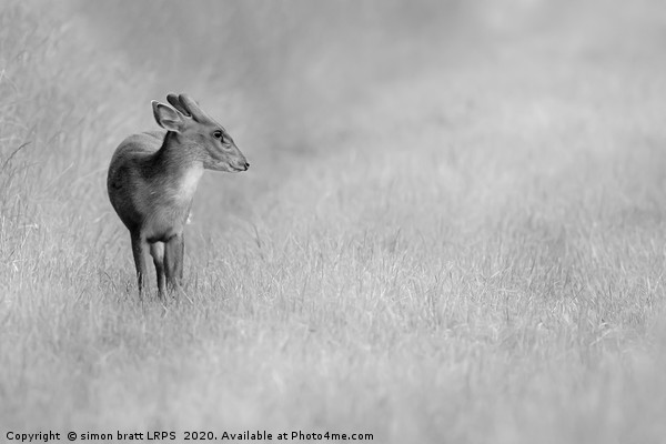 Muntjac deer portrait in black and white Picture Board by Simon Bratt LRPS