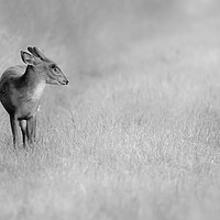 Buy canvas prints of Muntjac deer portrait in black and white by Simon Bratt LRPS