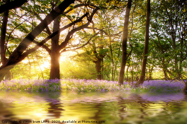 Magical pond in bluebell forest Picture Board by Simon Bratt LRPS