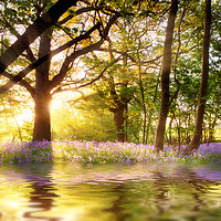 Buy canvas prints of Magical pond in bluebell forest by Simon Bratt LRPS