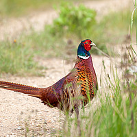 Buy canvas prints of Wild male pheasant close up on track by Simon Bratt LRPS