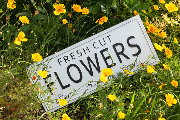 Garden flowers with fresh cut flower sign 0753 Picture Board by Simon Bratt LRPS
