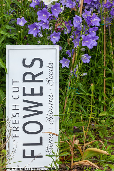 Garden flowers with fresh cut flower sign 0722 Picture Board by Simon Bratt LRPS