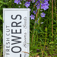 Buy canvas prints of Garden flowers with fresh cut flower sign 0722 by Simon Bratt LRPS