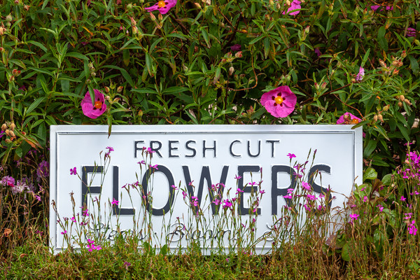 Garden flowers with fresh cut flower sign 0711 Picture Board by Simon Bratt LRPS