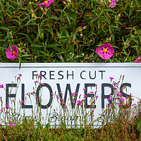 Buy canvas prints of Garden flowers with fresh cut flower sign 0711 by Simon Bratt LRPS