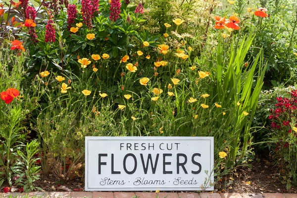 Garden flowers with fresh cut flower sign 0747 Picture Board by Simon Bratt LRPS