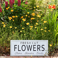 Buy canvas prints of Garden flowers with fresh cut flower sign 0747 by Simon Bratt LRPS