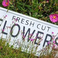 Buy canvas prints of Garden flowers with fresh cut flower sign 0718 by Simon Bratt LRPS