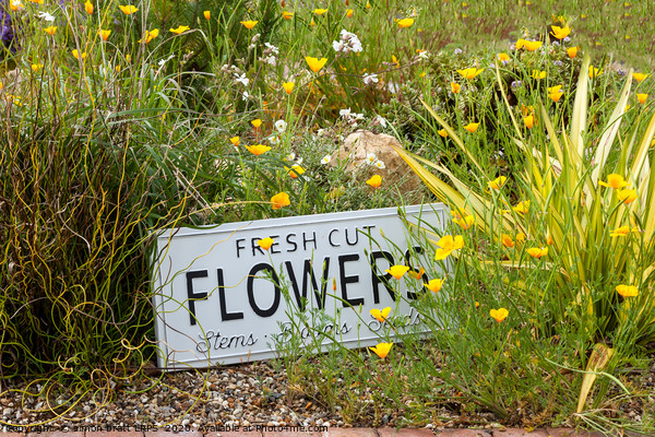 Garden flowers with fresh cut flower sign 0763 Picture Board by Simon Bratt LRPS