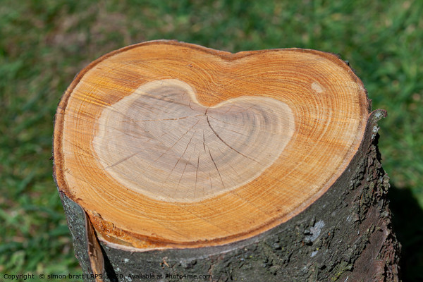 Tree trunk with love heart growth rings Picture Board by Simon Bratt LRPS