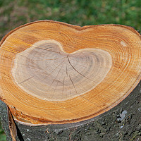 Buy canvas prints of Tree trunk with love heart growth rings by Simon Bratt LRPS
