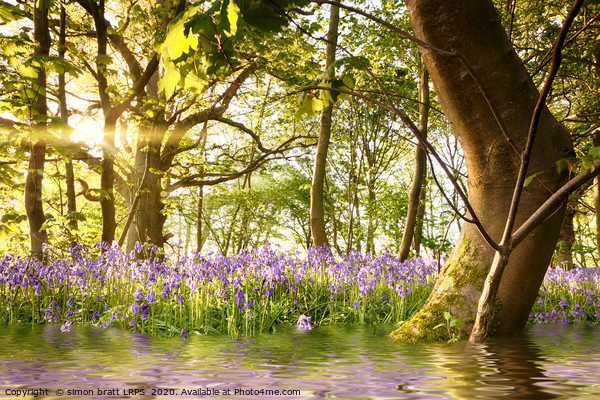 Amazing lake in bluebell woods at dawn Picture Board by Simon Bratt LRPS