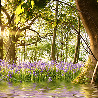 Buy canvas prints of Amazing lake in bluebell woods at dawn by Simon Bratt LRPS